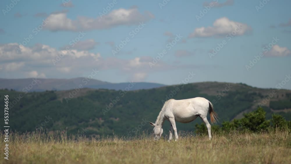 Closeup of a beautiful wlwgant white wild horse grazing on a pasture in the mountain valley. Closeup of a beautiful wlwgant white wild horse grazing on a pasture in the mountain valley.