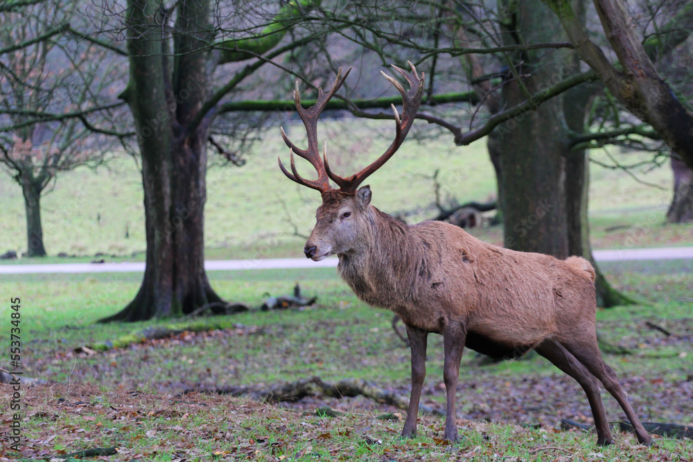 deer in the woods