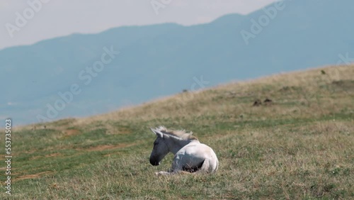 Young wild horse stratching in the grass in the mountain valley, beautiful mountain landscape with horse against the blue sky photo