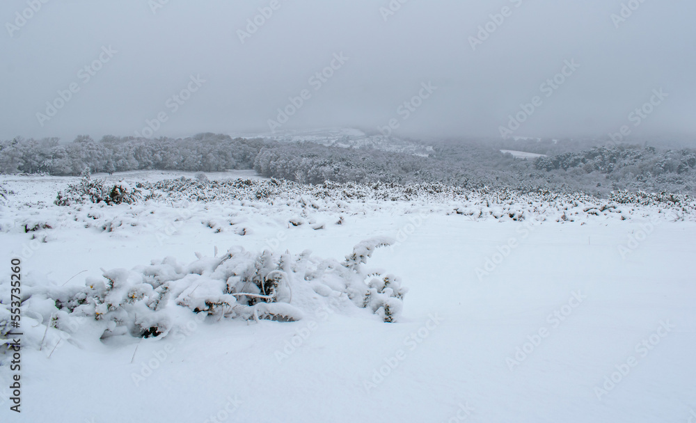 Ashdown Forest England on a snowy misty December morning Ashdown Forest England on a snowy misty December morning
