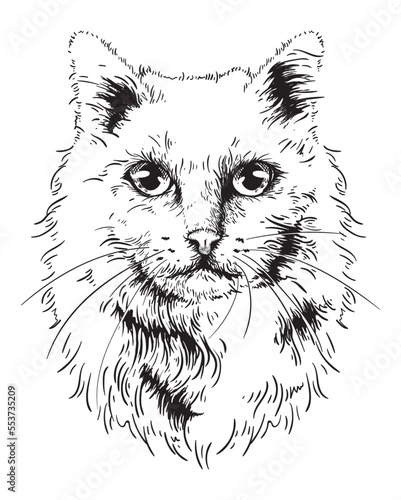 Cat face. Sketch line style portrait of cat on white background. Digital vector graphics.
