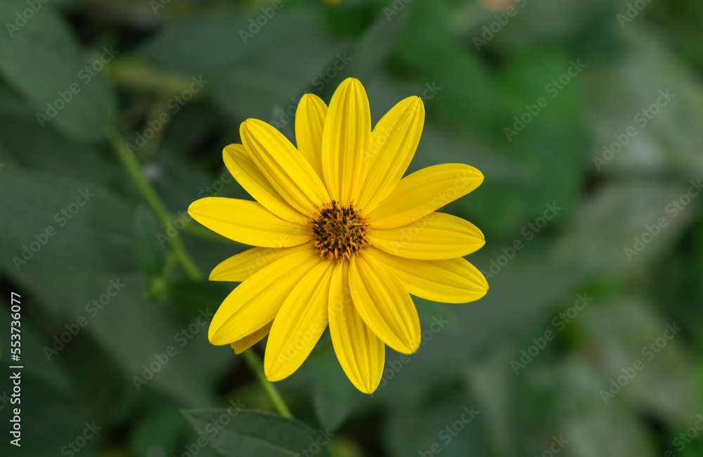 A closeup shot of beautiful yellow Helianthus tuberosus flowers. A closeup shot of beautiful yellow Helianthus tuberosus flowers.
