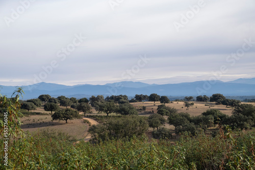 View of a common dehesa in Spain. © mestock