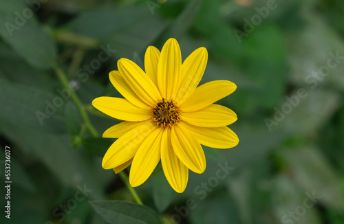 A closeup shot of beautiful yellow Helianthus tuberosus flowers.