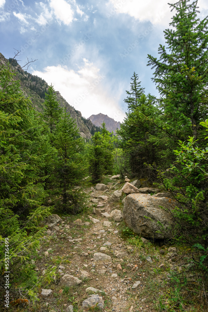 Fototapeta premium beautiful mountain gorge. beautiful old forest. spruce forest. spruce forest. pine forest. old trees