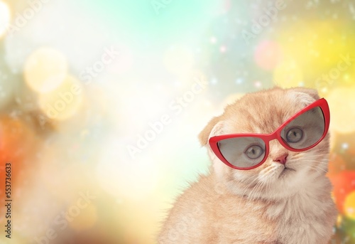 Suprised cute funny cat in modern sunglasses