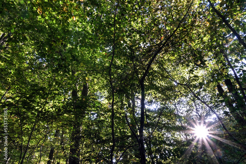 Sonnenstrahlen scheinen sternf  rmig durch das dichte Bl  tterdach der Zweige zahlreicher B  ume in einem gr  nen idyllischen Wald im Sommer oder Herbst