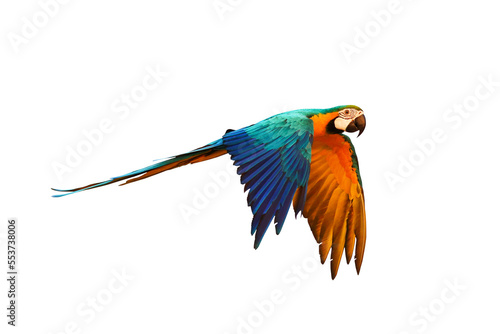 Colorful Blue and gold macaw parrot flying isolated on transparent background.