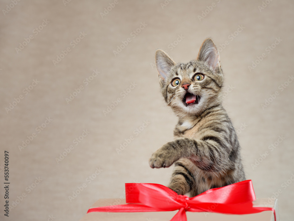 Gift box and funny cute kitten with a muzzle expressing surprise. The gaze is directed to the place for the text. Studio shot with copy space. Gift box and funny cute kitten with a muzzle expressing surprise. The gaze is directed to the place for the text. Studio shot with copy space.