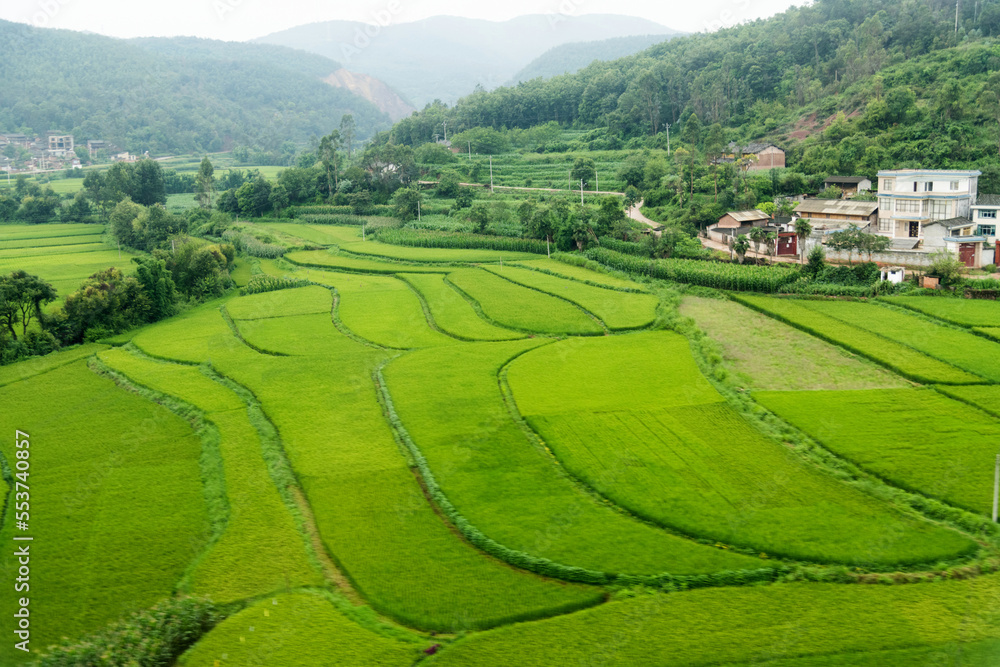 Aerial view of green rice fields and house