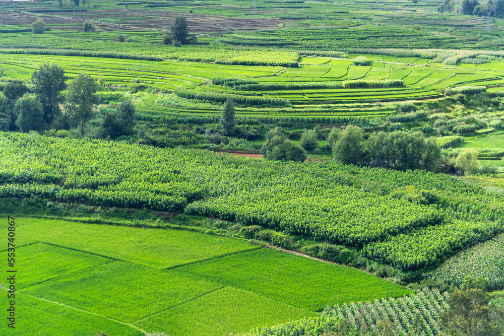 Aerial view of green rice fields