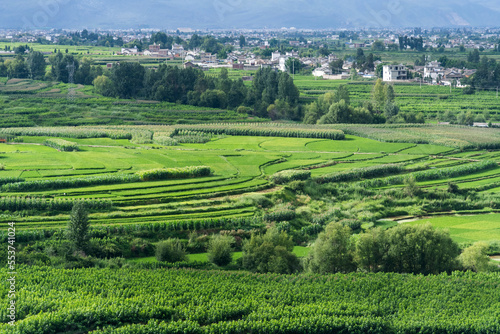 Aerial view of green rice fields and village
