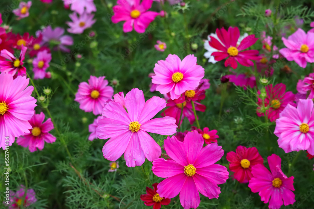 Beautiful pink and red flowers on green meadow field grass. Beautiful pink and red flowers on green meadow field grass.