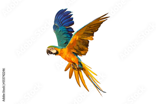 Colorful Blue and gold macaw parrot flying isolated on transparent background. © Passakorn