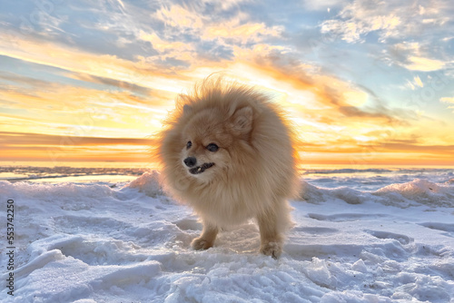 Happy dog on snow at winter at beautiful sunset on the beach. Pomeranian Spitz puppy © Евгений Шемякин