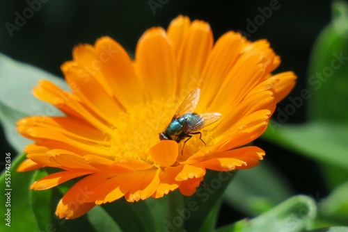 flor amarilla en otoño
