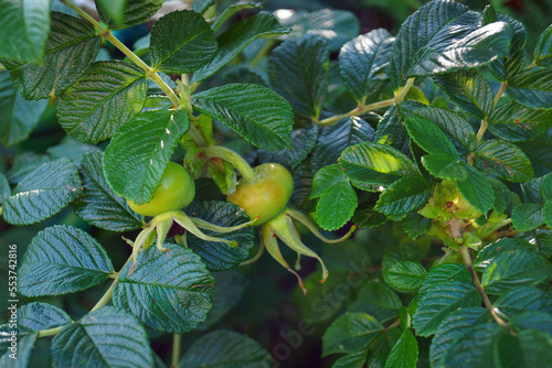 Морской шиповник. Куст и 2 зелёные ягоды, 
Sea rose hips. Bush and 2 green berries,