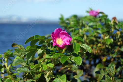 Цветущий куст морского шиповника.
A blooming bush of sea rose hips.
