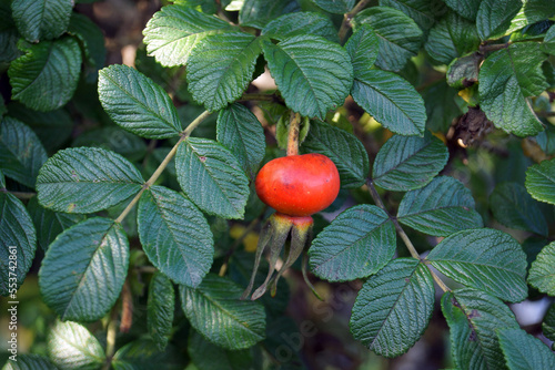Морской шиповник. Куст и красная ягода, крупно.
Sea rose hips. Bush and red berry, large.