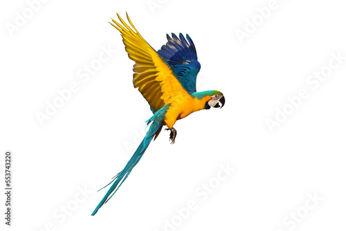 Colorful Blue and gold macaw parrot flying isolated on transparent background. © Passakorn