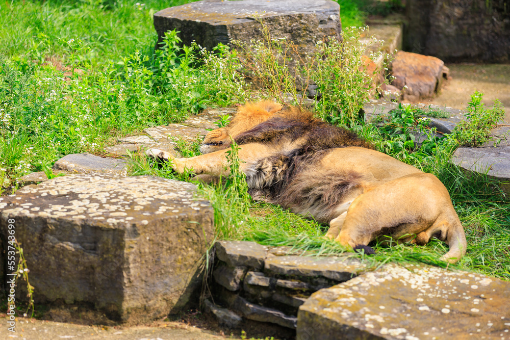 Naklejka premium The lion among the stones sleeps in the sun. Background with selective focus and copy space