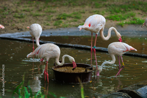 Pink flamingos. Background with selective focus and copy space