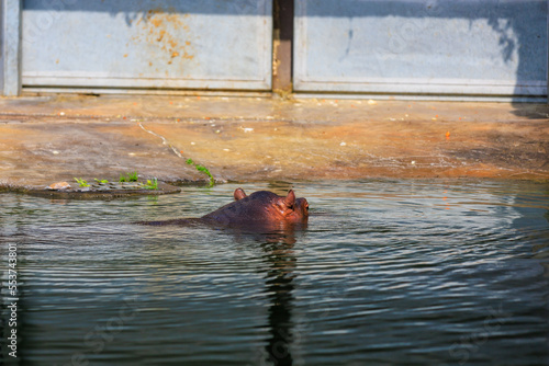 The head of a hippopotamus in the water. Background with selective focus and copy space