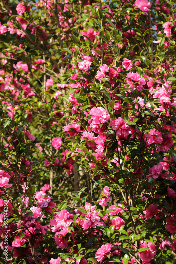 Tree full of blooming pink camellias, sunny branch texture.