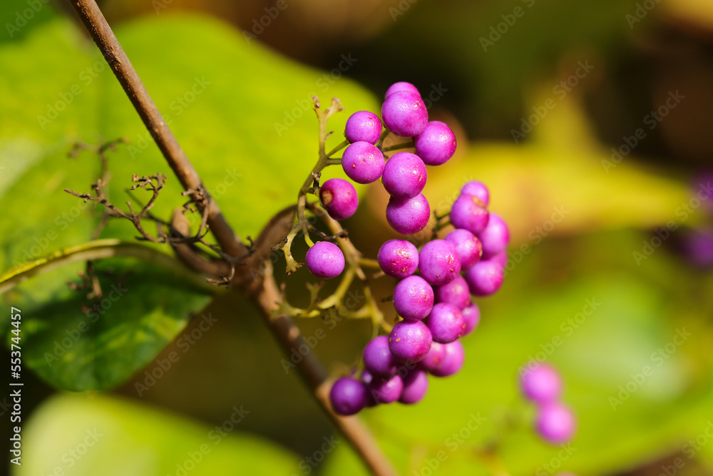 Branch of Japanese beautyberry (Murasakishikibu) with pretty purple berries. Branch of Japanese beautyberry (Murasakishikibu) with pretty purple berries.