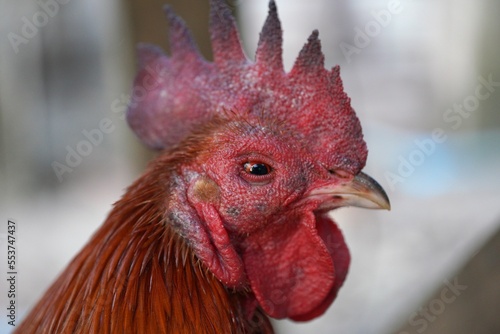 The diseased rooster has a swollen face and red eyes. photo