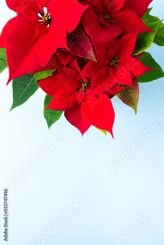 Beautiful Christmas Poinsettia flower closeup on a blue background, Merry Christmas and Happy New Year concept