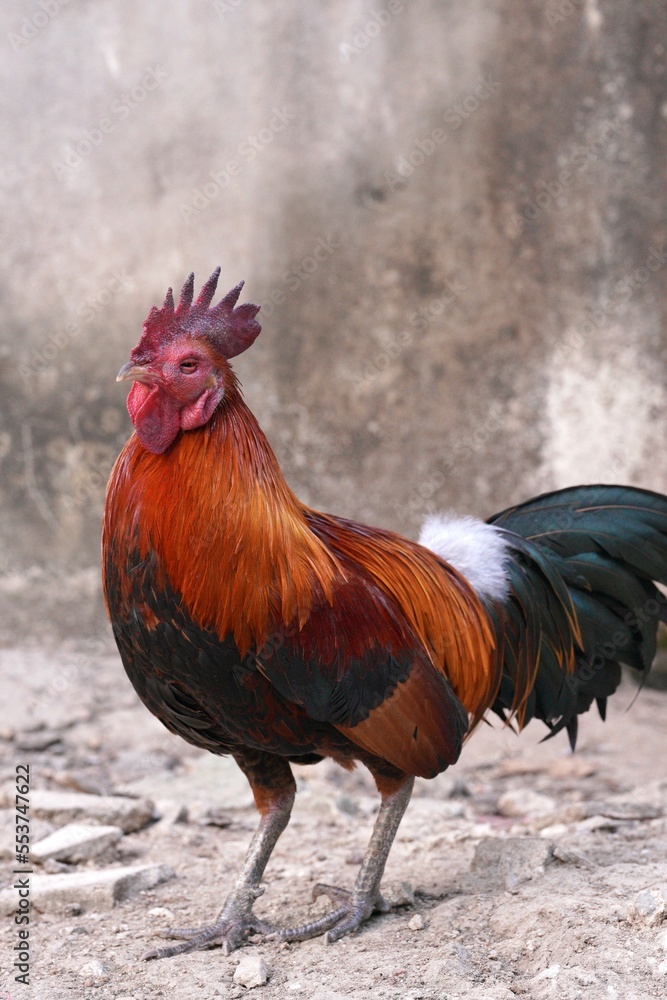 The diseased rooster has a swollen face and red eyes.