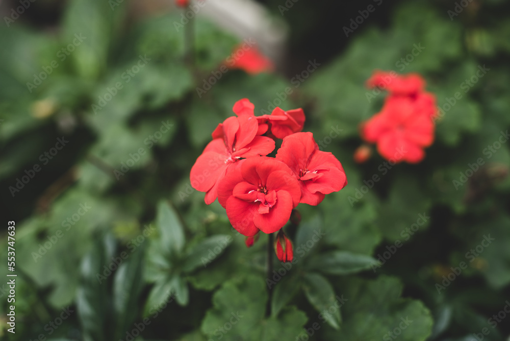 red flower in the garden red flower in the garden
