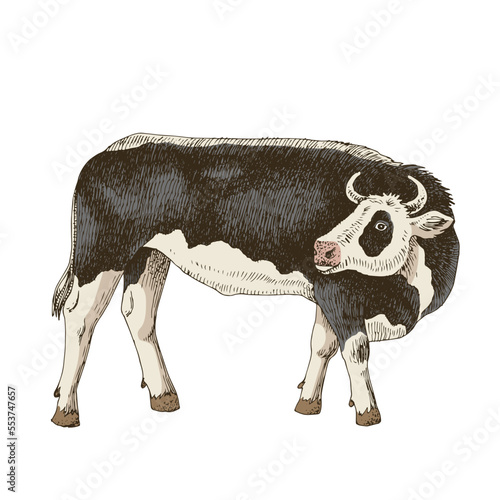 Hand drawn bull isolated on white background