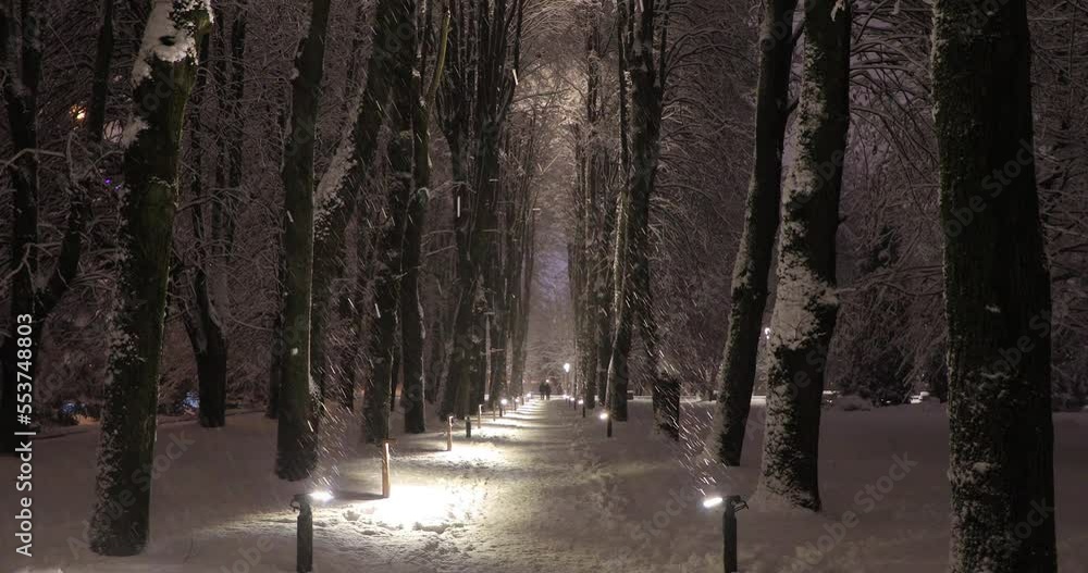 The alley in the public park in the winter night The alley in the public park in the winter night
