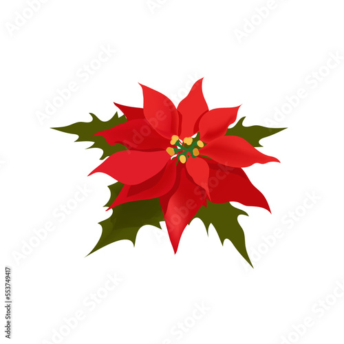 Poinsettia plant also called as Christmas star