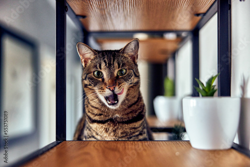 Obraz na plátně A young tabby cat is licking his face after eating