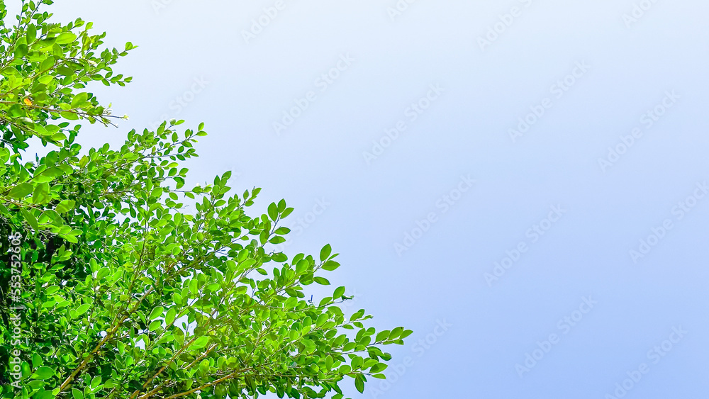 Blur tree leaves on blue sky background with copy space concept for greeting welcoming and invitation card for new year 2023 Blur tree leaves on blue sky background with copy space concept for greeting welcoming and invitation card for new year 2023