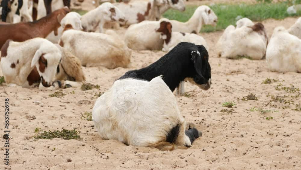 A goat sitting on the ground itching it's belly with chin, other goats sitting behind it A goat sitting on the ground itching it's belly with chin, other goats sitting behind it