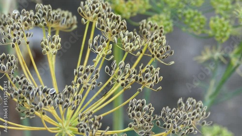 dill plant ready to give seeds, dill plant seeds,