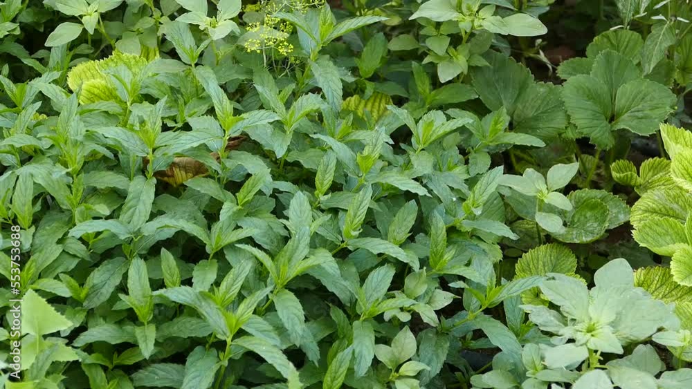 large leaf mint, green mint in the garden, large leaf mint, green mint in the garden,
