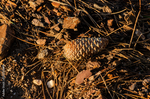 isolated pine cone fallen on the ground