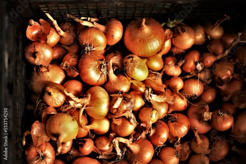 onion placed in a black crate