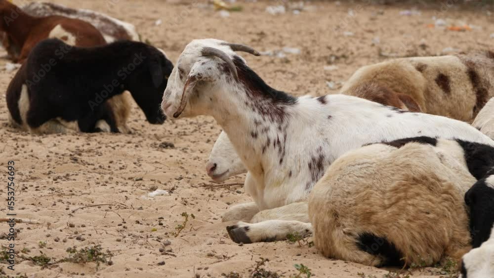 Fast forwarded video of goats sitting on a Sandy ground,one sighted chewing Fast forwarded video of goats sitting on a Sandy ground,one sighted chewing