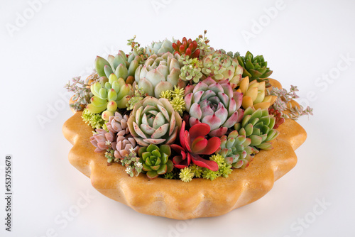 arrangement of colorful succulents in the vase photo