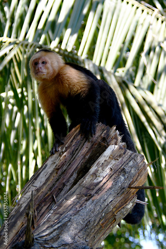 Capuchin Monkey in the Costa Rica Jungle photo