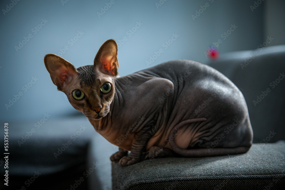 sphynx cat portrait on sofa