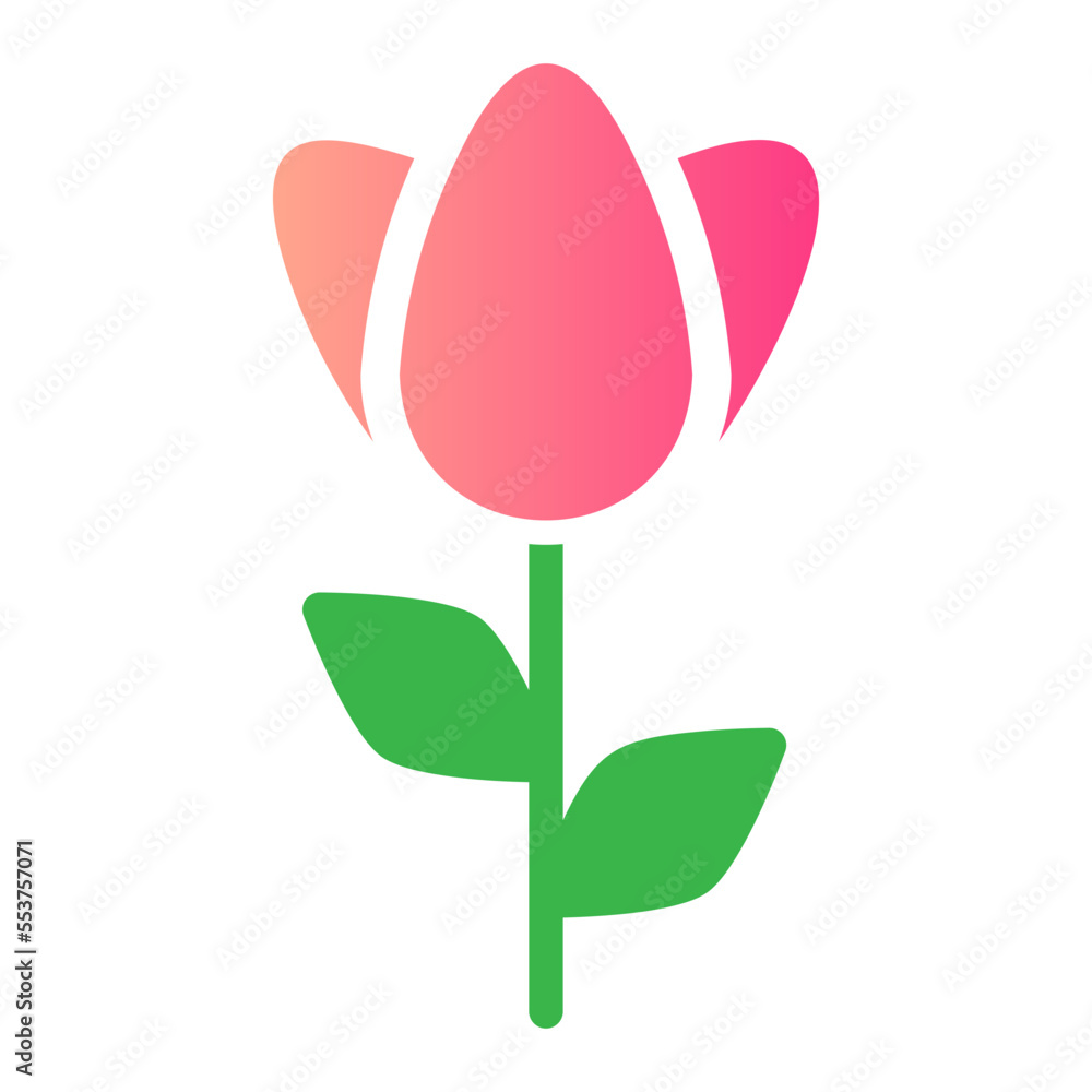 pink tulip flower