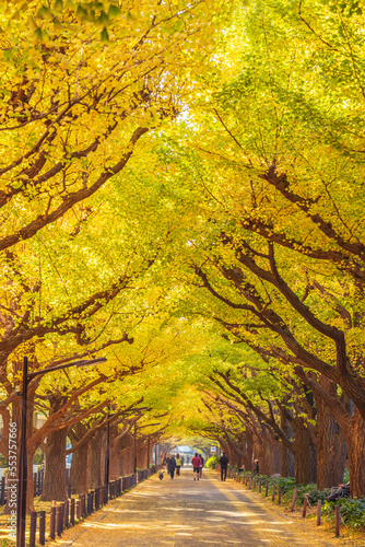 Jingu Gaien Ginkgo Avenue in Autumn