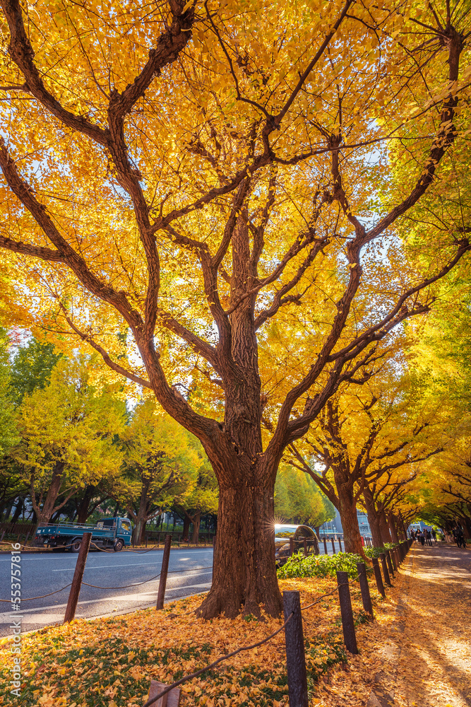 Jingu Gaien Ginkgo Avenue in Autumn